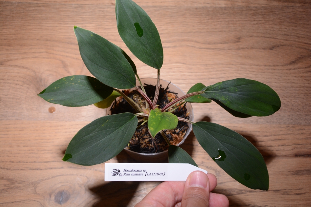 2023年8月9日 植物便入荷！ | DISCOVERYブログ