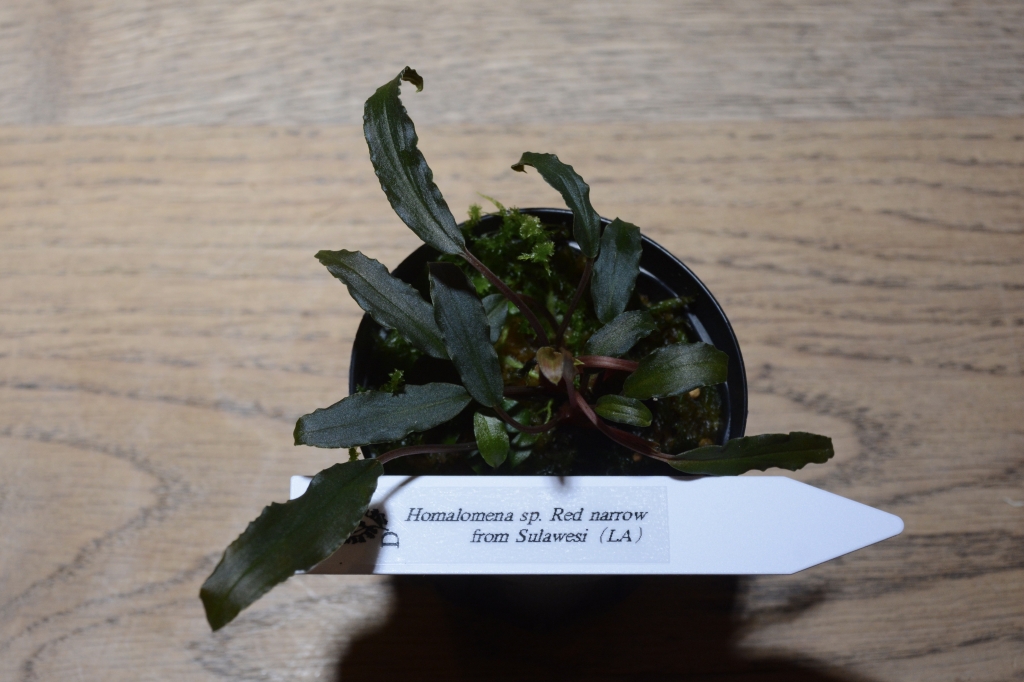 2023年8月9日 植物便入荷！ | DISCOVERYブログ