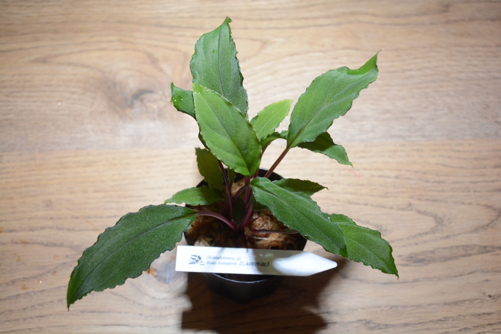 2023年8月9日 植物便入荷！ | DISCOVERYブログ