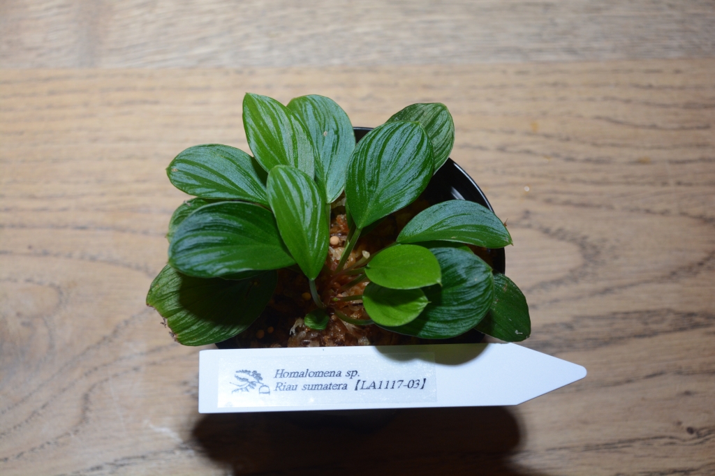 2023年8月9日 植物便入荷！ | DISCOVERYブログ