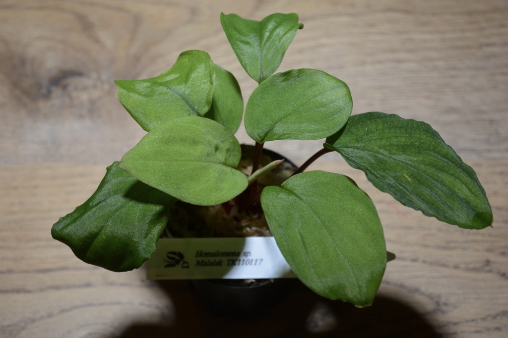 2023年8月9日 植物便入荷！ | DISCOVERYブログ