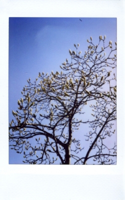 木蓮と空