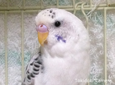 あずきちゃん セキセイインコ