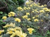 秋の花