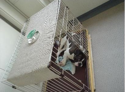蚊取り線香で虫こない♪