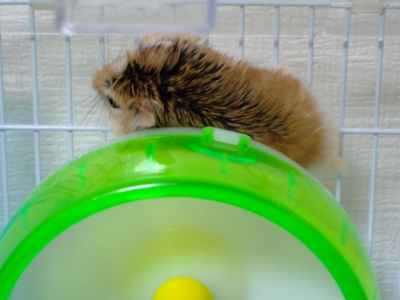 よじよじ