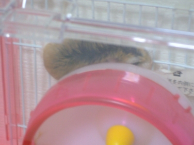 かくれてるつもり?