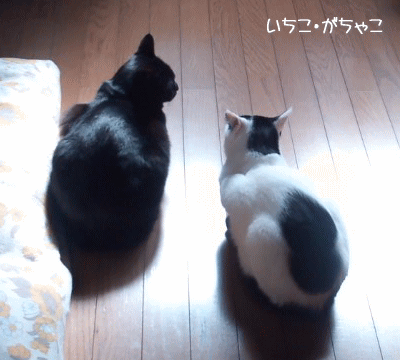 怪しいと思えへん
