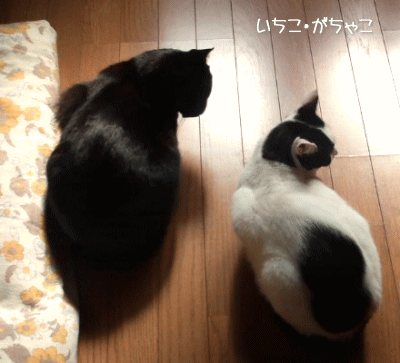あっちやろ