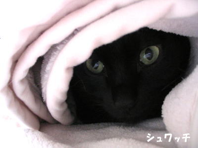 僕たちの仲間やな