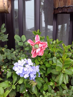 花カエル