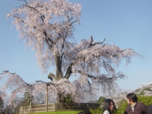 丸山公園桜