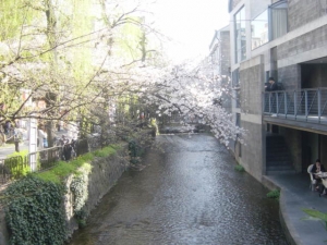 京都桜1