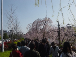 京都桜2