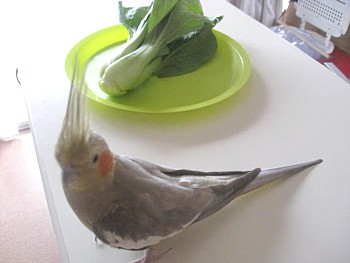 らでぃっしゅぼーや野菜