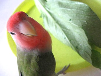 らでぃっしゅぼーや野菜2