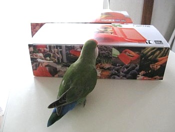 ルクエ2