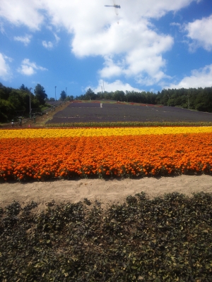 富良野1