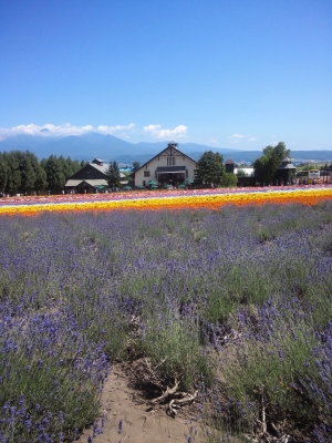 富良野2