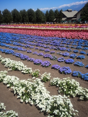 富良野3