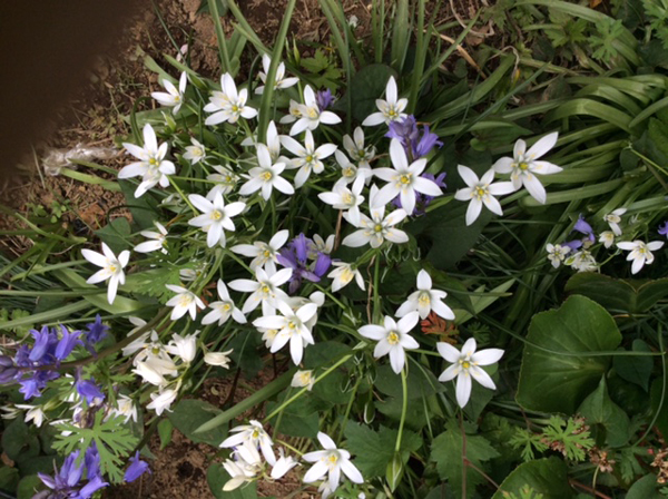 オーニソガラム 花つくり Daphne の日記