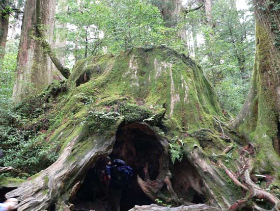 屋久島 縄文杉登山