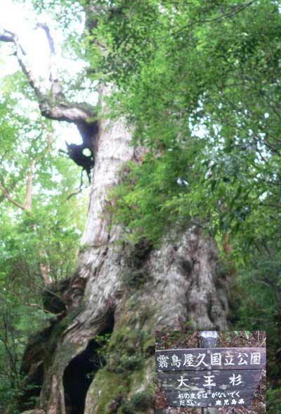 屋久島 縄文杉登山