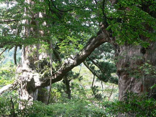 屋久島 縄文杉登山