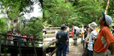 屋久島 縄文杉登山
