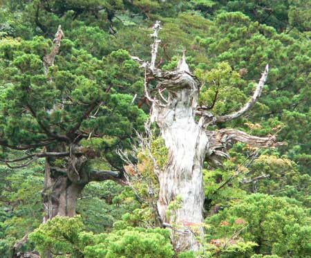屋久島 縄文杉登山