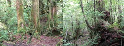 屋久島 縄文杉登山