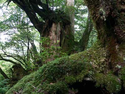 屋久島 もののけ姫の森