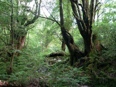 屋久島 もののけ姫の森