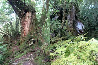 屋久島 もののけ姫の森