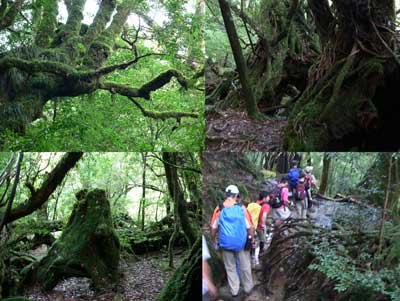 屋久島 もののけ姫の森