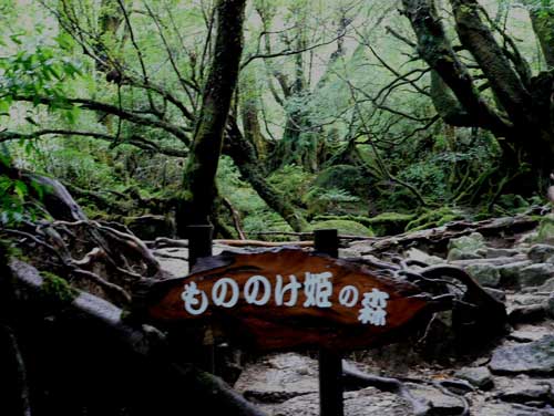 屋久島 もののけ姫の森