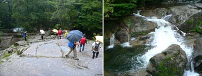 屋久島 もののけ姫の森
