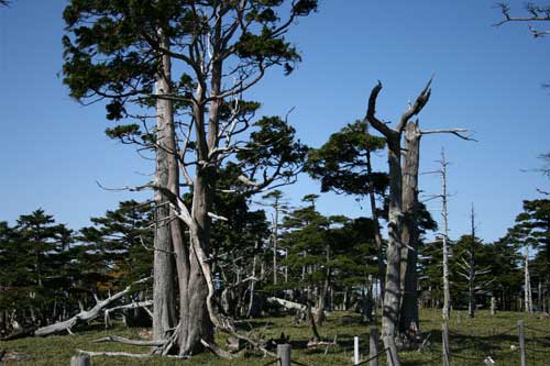 大台ケ原ハイキング