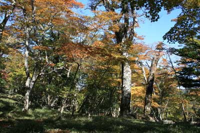 大台ケ原ハイキング