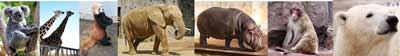 全国の動物園