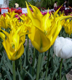 花