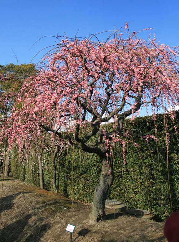 なばなの里
