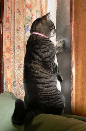 猫