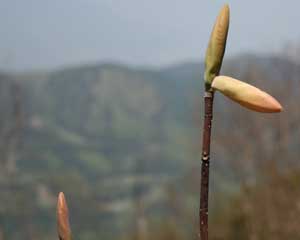 戸倉山登山
