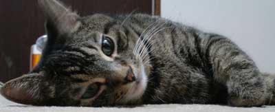 猛暑