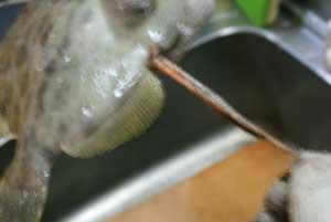 カワハギの料理