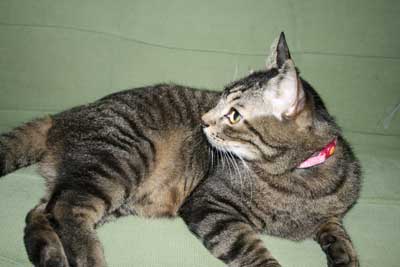 我が家の猫 「とび君」