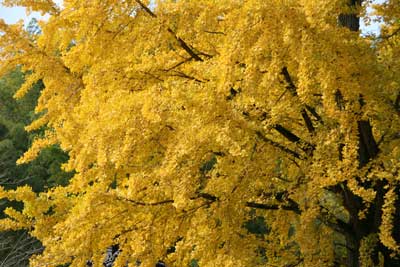 小原村 紅葉と桜