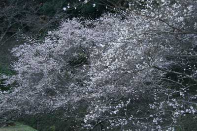 小原村 紅葉と桜