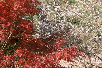 小原村 紅葉と桜